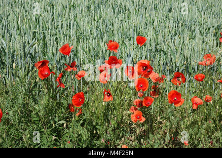 Triticum sativum, wheat, Papaver rhoeas, field poppy Stock Photo