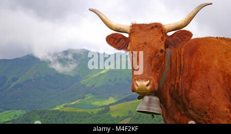 French cow with bell staring at the photographer with misty mountain in background Stock Photo