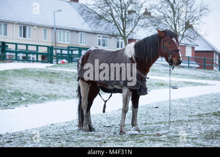 A tethered horse stands in the snow on a recreation area in Ocker Hill, Tipton, Sandwell, West Midlands, England, UK. Stock Photo