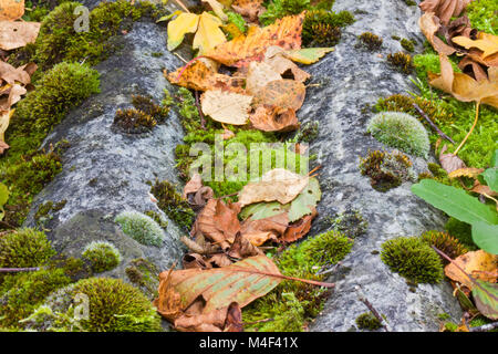 Moss and fallen leaves on old, detoriated corrugated asbestos cement roofing sheets Stock Photo