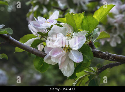 wild pear flowers bloomed. Abruzzo, Italy, Europe Stock Photo