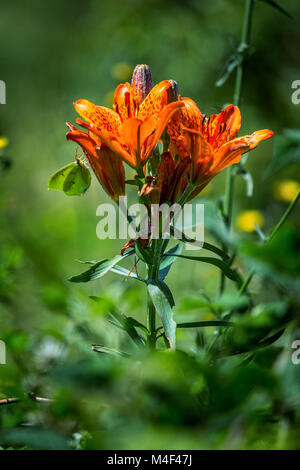 a green butterfly attracted by the Red Lily, also called Giglio di San Giovanni. Abruzzo, Italy, Europe Stock Photo