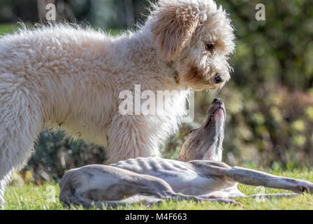 Whippet and Cockerpoo puppies. Stock Photo