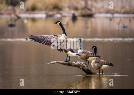 A horizontal photo of three Canadian geese on a brown branch coming out of a pond with one flapping its wings and honking Stock Photo