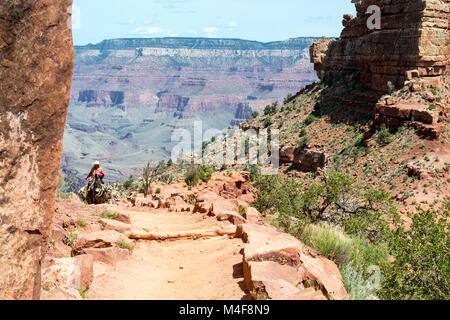 Mules in the Grand Canyon Stock Photo