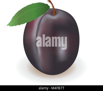 Plum on white background, vector Stock Vector