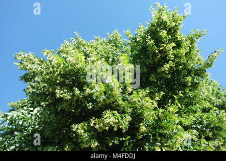 Flowering lime tree Stock Photo