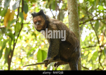 Black capuchin monkey Stock Photo