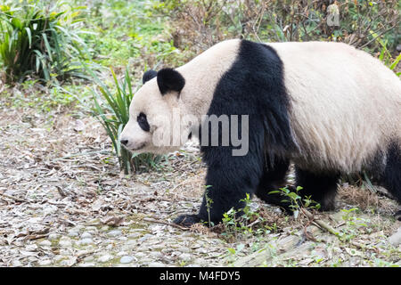 giant panda closeup Stock Photo