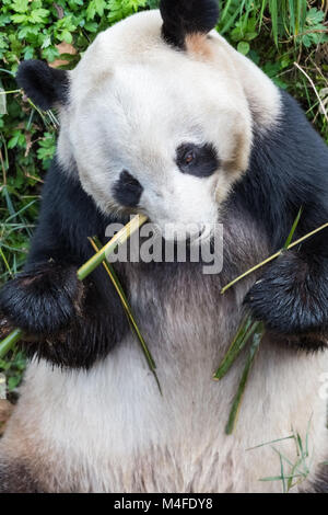 giant panda closeup Stock Photo