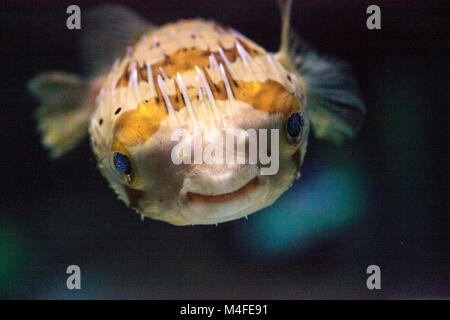 Spiny porcupinefish Diodon holocanthus Stock Photo