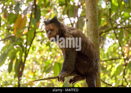 Black capuchin monkey Stock Photo