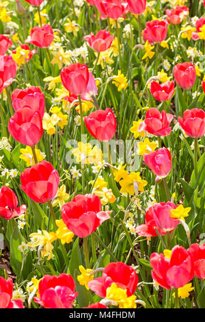 Tulips and daffodils in the spring garden. Stock Photo