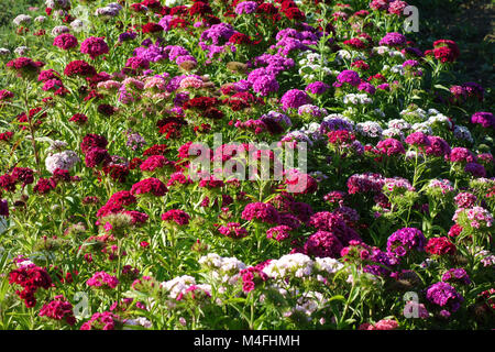 Dianthus barbatus, sweet william Stock Photo