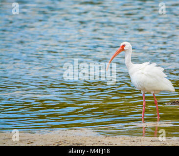 American White Ibis (Eudocimus albus) Stock Photo