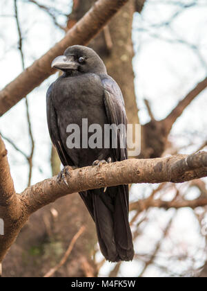 Close up of a large wild Jungle Crow, Corvus Macrohynchos. Sitting on a branch in the forest. Black crow. Stock Photo