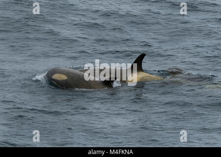 Antarctica, South Shetland Islands. Killer whales (Orcinus orca) near Half Moon Bay at Half Moon Island. (62Â°35'27' W 59Â°54'18' S) Stock Photo
