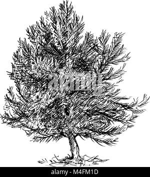 Cartoon Vector Drawing of Pine Conifer Tree Stock Vector