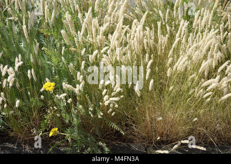 Melica ciliata, siberian melic Stock Photo