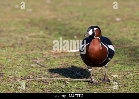 Regent's Park, London. 16th Feb 2018. UK Weather. A red breasted goose (Branta ruficollis) takes an early morning waddle-about in the sunshine. People and wildlife in Regent's Park enjoy a beautiful, sunny morning with milder temperatures. Credit: Imageplotter News and Sports/Alamy Live News
