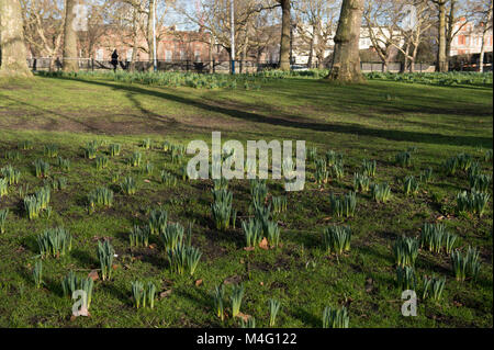 St James’s Park, London, UK. 16th February 2018. Strong sunshine brings out the first daffodils in central London’s Royal Park, St James’s Park. Credit: Malcolm Park/Alamy Live News. Stock Photo