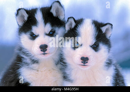 Two Siberian Husky puppies six weeks old, together, portrait Stock Photo