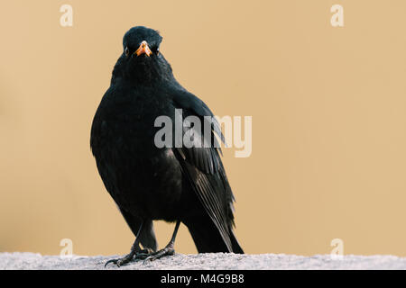 Blackbird sitting on the wall and looking around. Yellow background. Many details in the picture. Common Blackbird also known as Turdus merula. Stock Photo