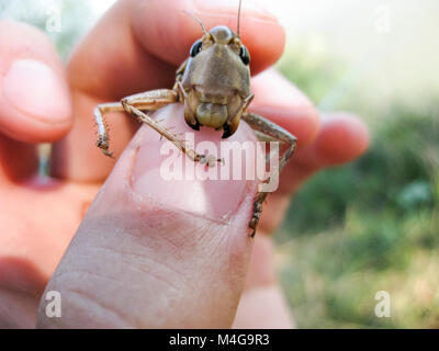 A brown grasshopper in man's pockets. the jaws of a grasshopper Stock Photo