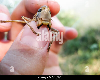 A brown grasshopper in man's pockets. the jaws of a grasshopper Stock Photo