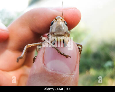 A brown grasshopper in man's pockets. the jaws of a grasshopper Stock Photo