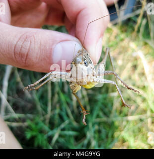 A brown grasshopper in man's pockets. the jaws of a grasshopper Stock Photo