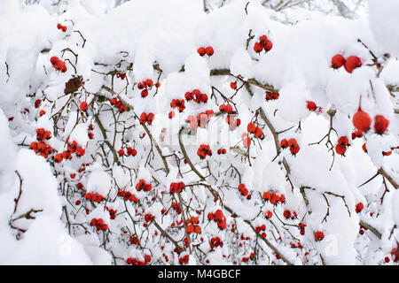 Hawthorn berries in the snow in winter Stock Photo