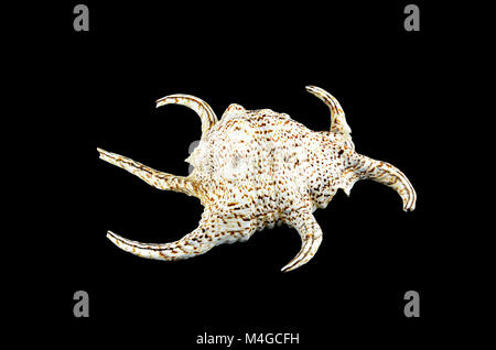 Chiragra Spider Conch shell on black background Stock Photo