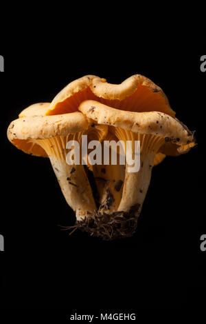 Chanterelle mushrooms Cantharellus cibarius UK on a black background. Chanterelles are noted for having a fruity odour. Hampshire England UK GB Stock Photo