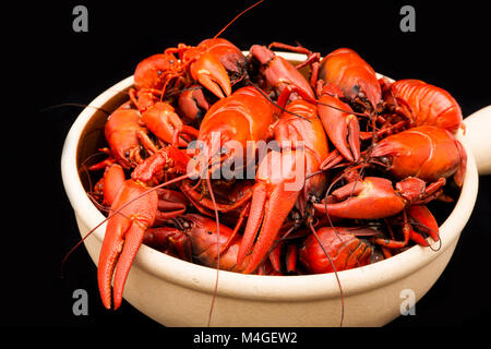 Cooked American signal crayfish, Pacifastacus leniusculus, on a black background Dorset England UK GB Stock Photo