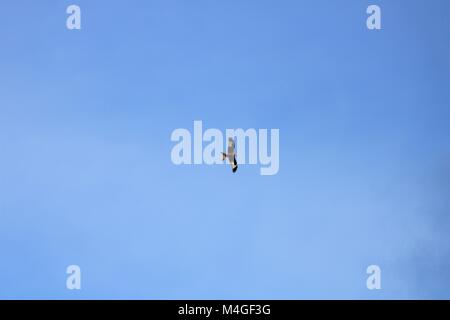 Red Kite flying against a blue sky Stock Photo