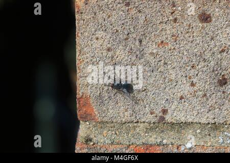 Fly on a brick wall Stock Photo