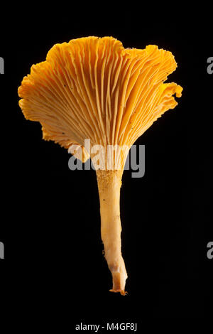 A single chanterelle mushroom Cantharellus cibarius on a black background. Chanterelles are noted for having a fruity odour. Hampshire England UK GB Stock Photo