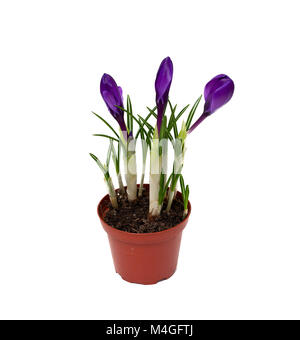 growing purple crocuses isolated on white background Stock Photo