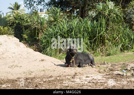 big black cow lying on the ground India Stock Photo
