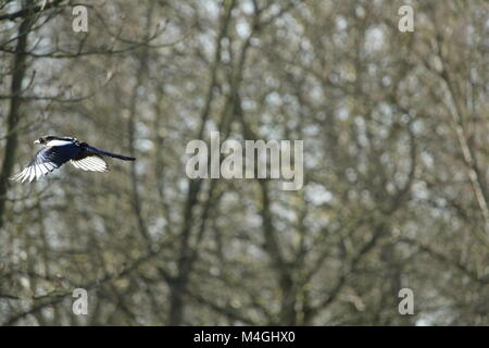 Lone magpie ( pica pica) in flight at Gloucester Park, Basildon, Essex. Stock Photo