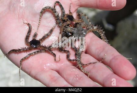 Bunch of Brittle Stars in the palm of a hand, Zanzibar, Tanzania Stock Photo