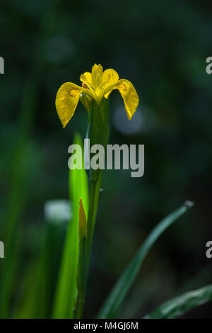 Yellow aquatic iris in dark background.  Abruzzo, Italy, Europe Stock Photo