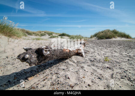 Grenen beach in north Denmark in sunshine, with a dead wood on the sandy beach site with grass dune and shaddows. 2017 Stock Photo