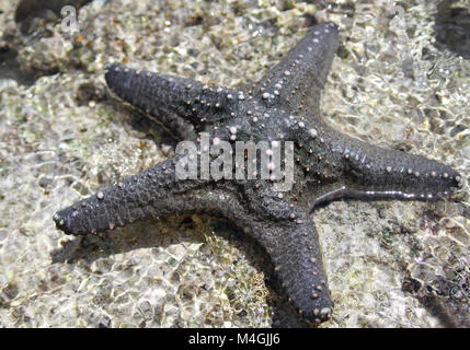 Blue Starfish exposed on coral crest, Zanzibar, Tanzania Stock Photo