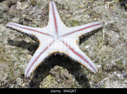 Bottom side of a Blue and green Starfish exposed on coral crest, Zanzibar, Tanzania Stock Photo