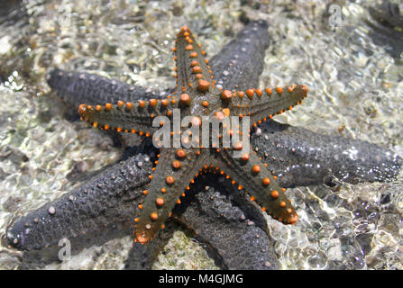Blue and green Starfish exposed on coral crest, Zanzibar, Tanzania Stock Photo