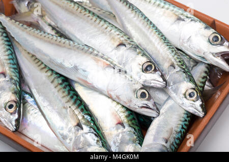 Mackerel caught from Chesil beach. They come inshore at Chesil Beach in Dorset UK in the Springtime and until late Autumn and sometimes early winter. Stock Photo