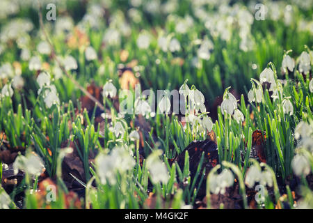 Blooming Snowdrops flowers in morning sunlight Stock Photo