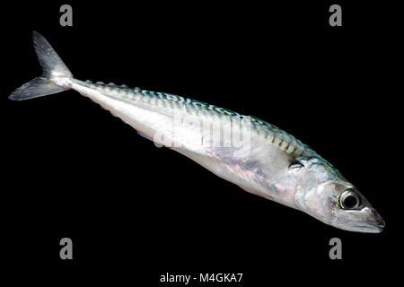 Mackerel come inshore at Chesil Beach in Dorset England UK in the Springtime and normally stay until late Autumn and sometimes early winter. Dorset UK Stock Photo